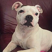 Manda Dry participe au concours pour gagner de l'argent avec cette photo : american_bulldog, american_pit_bull_terrier, australian_bulldog, bull_terrier, bulldog, carnivoran, dog, dog_breed, dog_breed_group, dog_like_mammal, dogo_argentino, dogo_guatemalteco, non_sporting_group, old_english_bulldog, olde_english_bulldogge, snout, toy_bulldog, valley_bulldog, vertebrate, white_english_bulldog