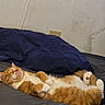 cat, orange_cat, white_cat, sleeping, bed, pillow, relaxed, domestic_cat, fur, whiskers, cute, pet, indoor, cozy, resting, animal, mammal, feline, lying_down, comfortable