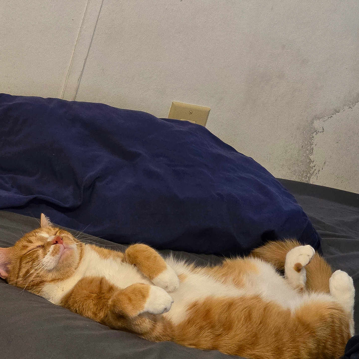 Cloud is registered to the contest to win money with this photo: cat, orange_cat, white_cat, sleeping, bed, pillow, relaxed, domestic_cat, fur, whiskers, cute, pet, indoor, cozy, resting, animal, mammal, feline, lying_down, comfortable