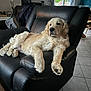 animal, canine, chair, cozy, dog, floor, furniture, golden_retriever, home, indoor, leather, living_room, lounge, pet, plant, portrait, relaxed, resting, tile, window