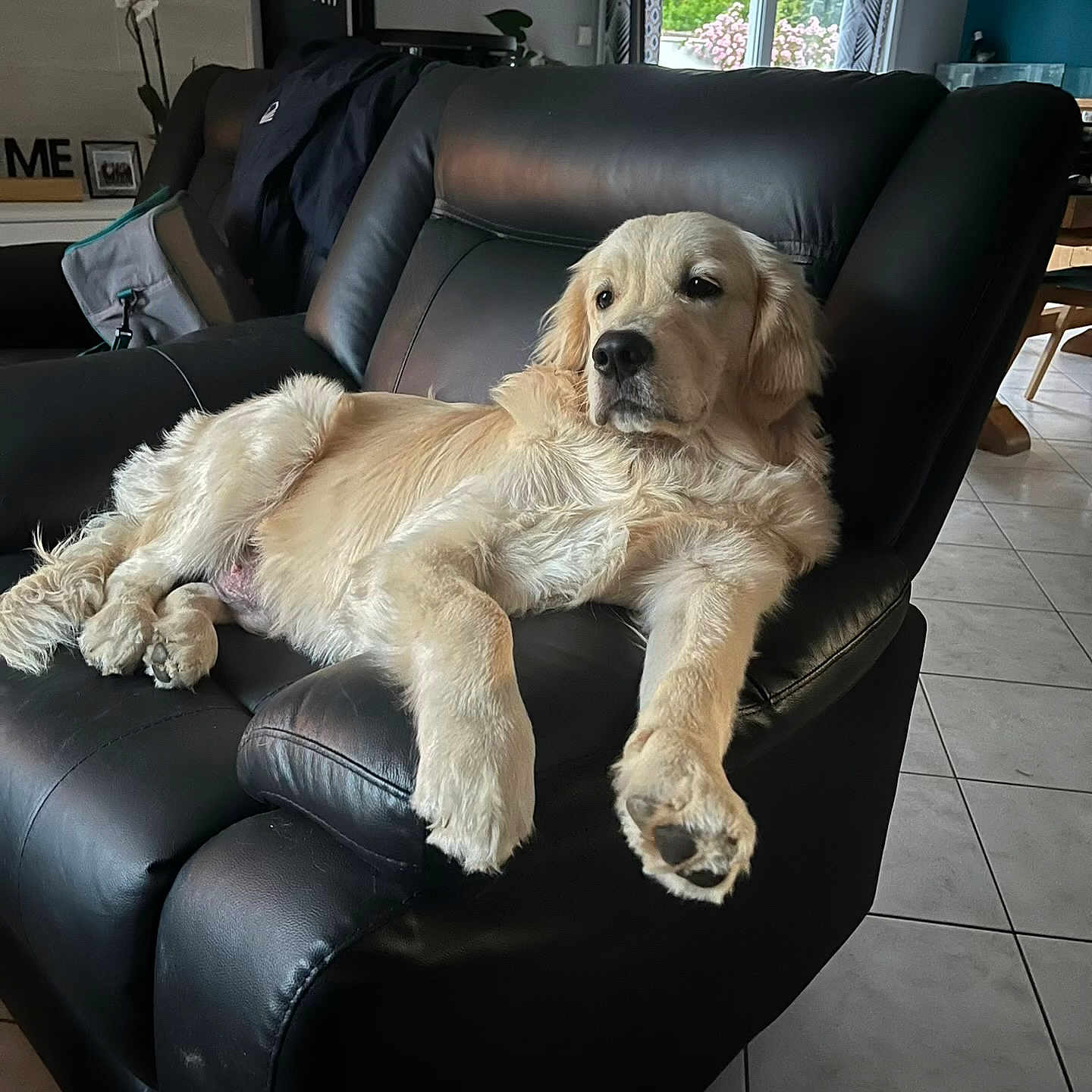 Uno participe au concours pour gagner de l'argent avec cette photo : animal, canine, chair, cozy, dog, floor, furniture, golden_retriever, home, indoor, leather, living_room, lounge, pet, plant, portrait, relaxed, resting, tile, window