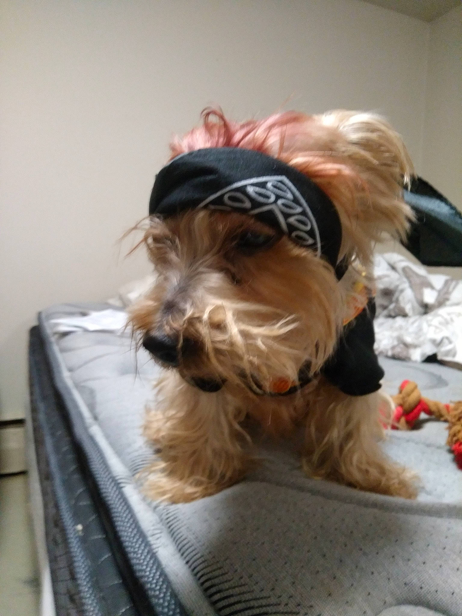 Britney is registered to the contest to win money with this photo: beard, canidae, carnivore, comfort, companion_dog, dog, dog_breed, dog_clothes, dog_supply, eyewear, fawn, flooring, fur, liver, personal_protective_equipment, small_terrier, sporting_group, terrier, toy_dog, working_animal