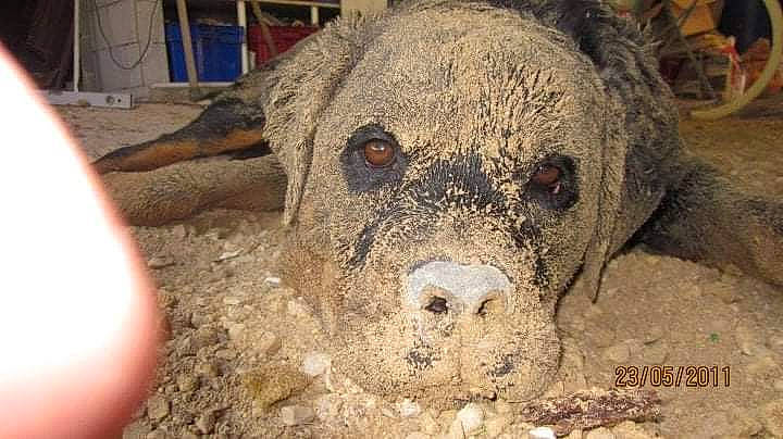 Baxter a rejoint le concours — aidez-le/la à gagner de superbes lots ! art, boar, canidae, carnivore, dog_breed, domestic_pig, fawn, fur, livestock, marine_mammal, rock, sculpture, snout, soil, sporting_group, suidae, terrestrial_animal, toy, wildlife, working_animal