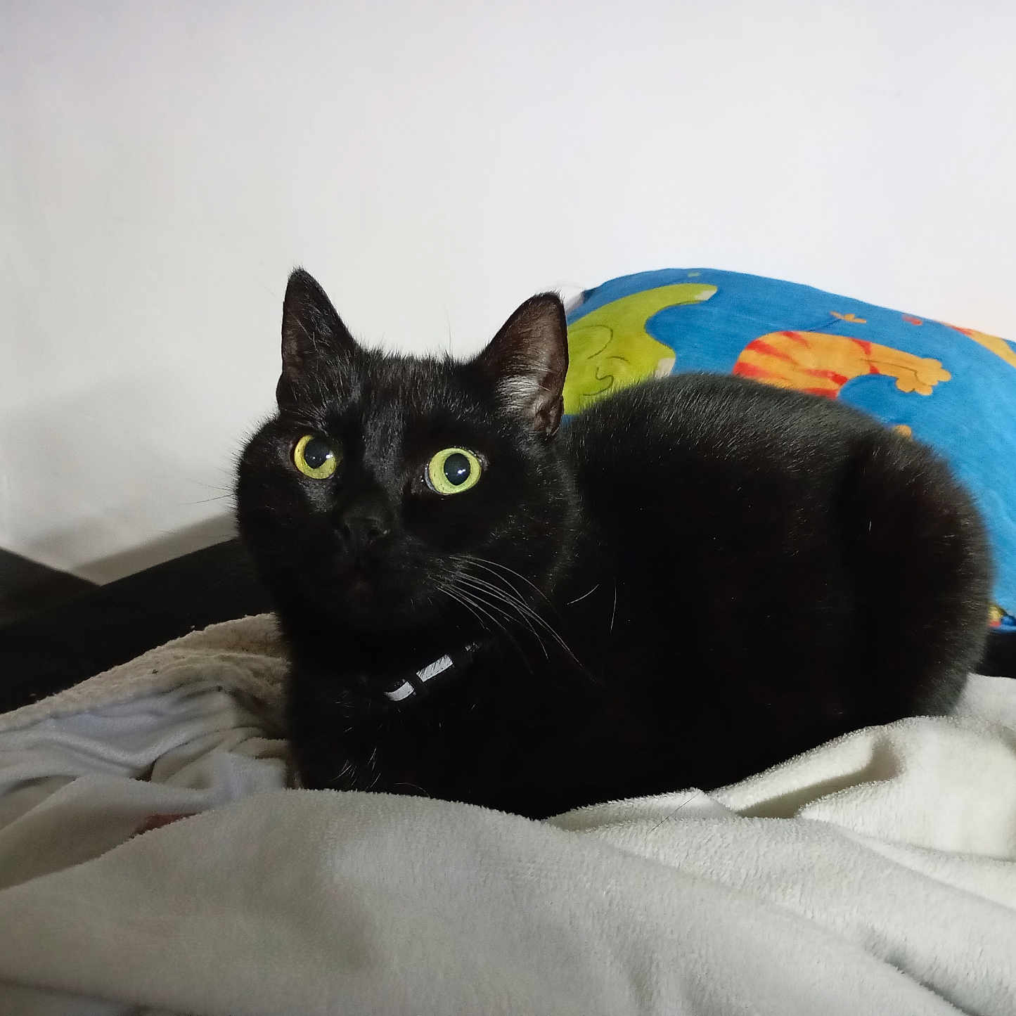 Prince a rejoint le concours — aidez-le/la à gagner de superbes lots ! abyssinian, animal, bed, bedroom, blackcat, blanket, cat, couch, cushion, furniture, homedecor, indoors, kitten, linen, manx, pet, pillow, quilt, room