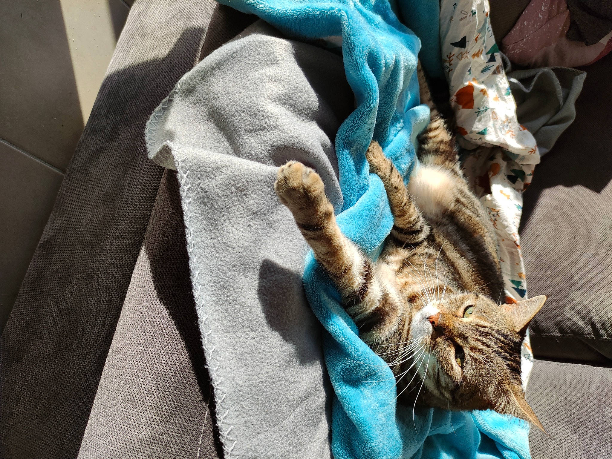 Tigrou participe au concours pour gagner de l'argent avec cette photo : aqua, blanket, blue, carnivore, cat, comfort, domestic_short_haired_cat, felidae, fur, linens, small_to_medium_sized_cats, tail, teal, textile, thread, turquoise, whiskers