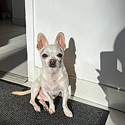 Litchi a rejoint le concours — aidez-le/la à gagner de superbes lots ! dog, chihuahua, white_dog, pet, small_dog, indoor, sunlight, shadow, mat, white_wall, alert, sitting, ears_up, portrait, quiet, calm, floor, tile_floor, domestic, companion