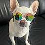 Litchi a rejoint le concours — aidez-le/la à gagner de superbes lots ! dog, white_dog, sunglasses, round_sunglasses, rainbow_tinted, pet, cute, leather_couch, black_couch, indoor, reflection, person_reflection, close_up, portrait, animal, canine, ears, nose, whiskers, sitting