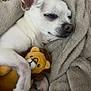 Litchi a rejoint le concours — aidez-le/la à gagner de superbes lots ! dog, sleeping, blanket, plush_toy, stuffed_animal, cozy, resting, pet, cute, fur, paws, snuggling, domestic_animal, indoor, closeup, relaxing, comfort, animal, mammal, soft