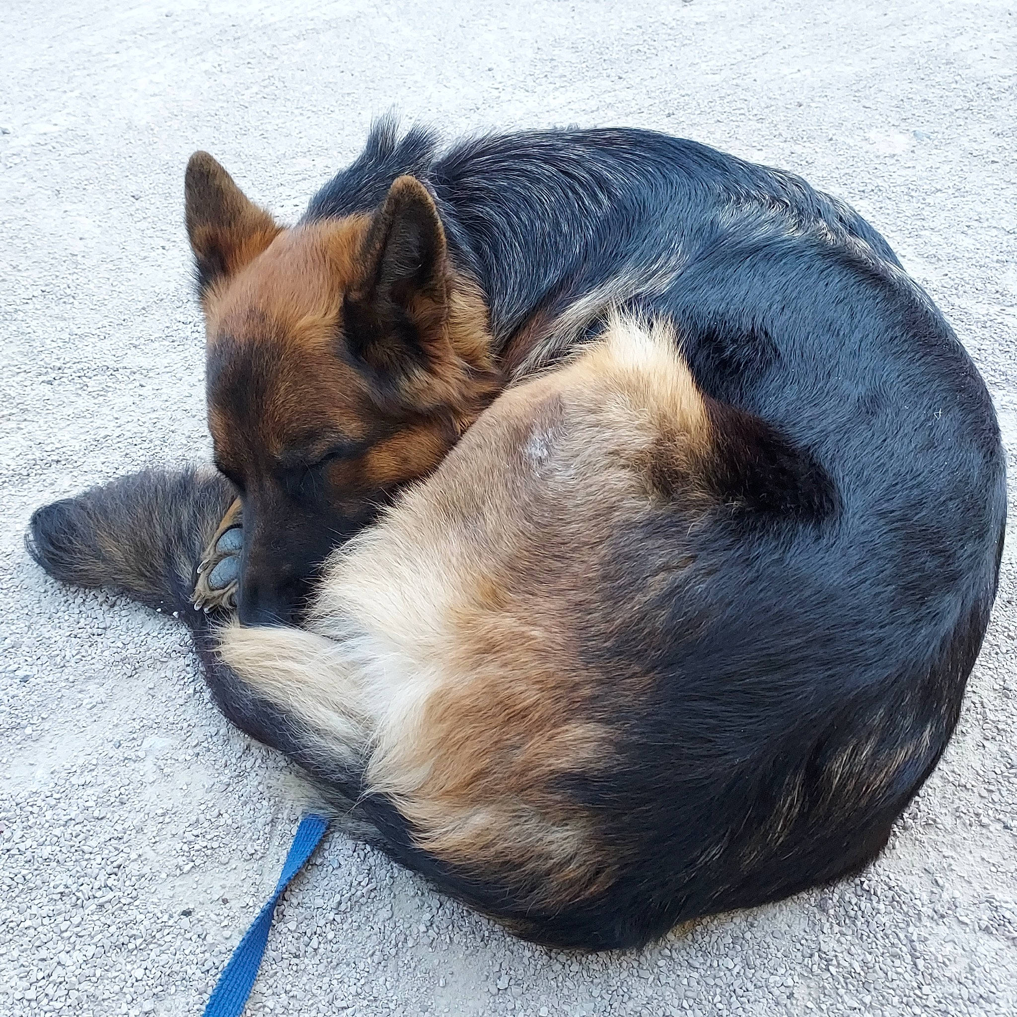 Raïka a rejoint le concours — aidez-le/la à gagner de superbes lots ! canidae, carnivore, claw, comfort, companion_dog, dog, dog_breed, fawn, felidae, foot, fur, german_shepherd_dog, king_shepherd, old_german_shepherd_dog, paw, snout, sporting_group, tail, terrestrial_animal, whiskers