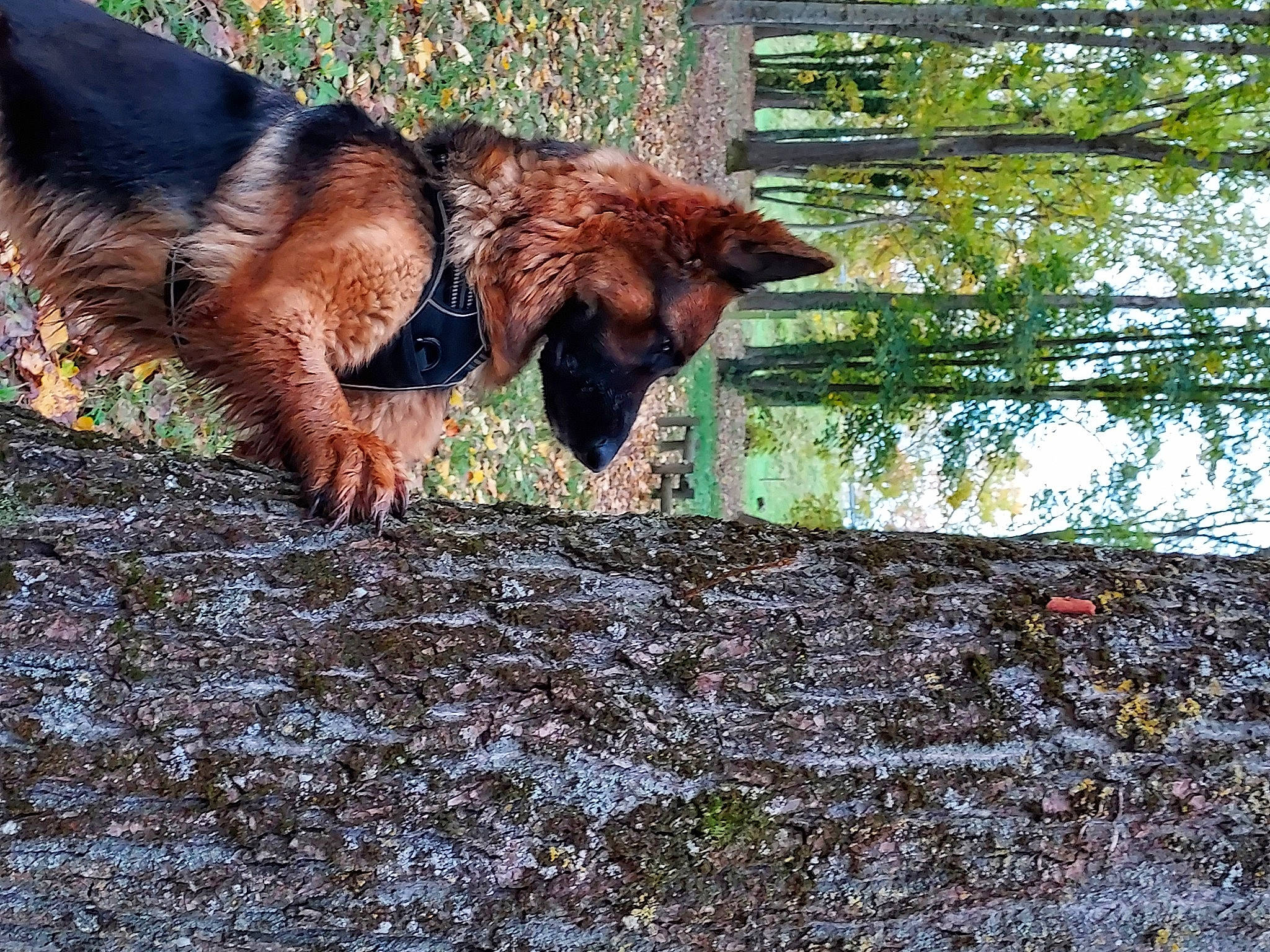 Raïka a rejoint le concours — aidez-le/la à gagner de superbes lots ! bovine, carnivore, dog_breed, fawn, forest, fur, goat, goats, grass, liver, livestock, plant, soil, tail, terrestrial_animal, tree, trunk, whiskers, wood, working_animal