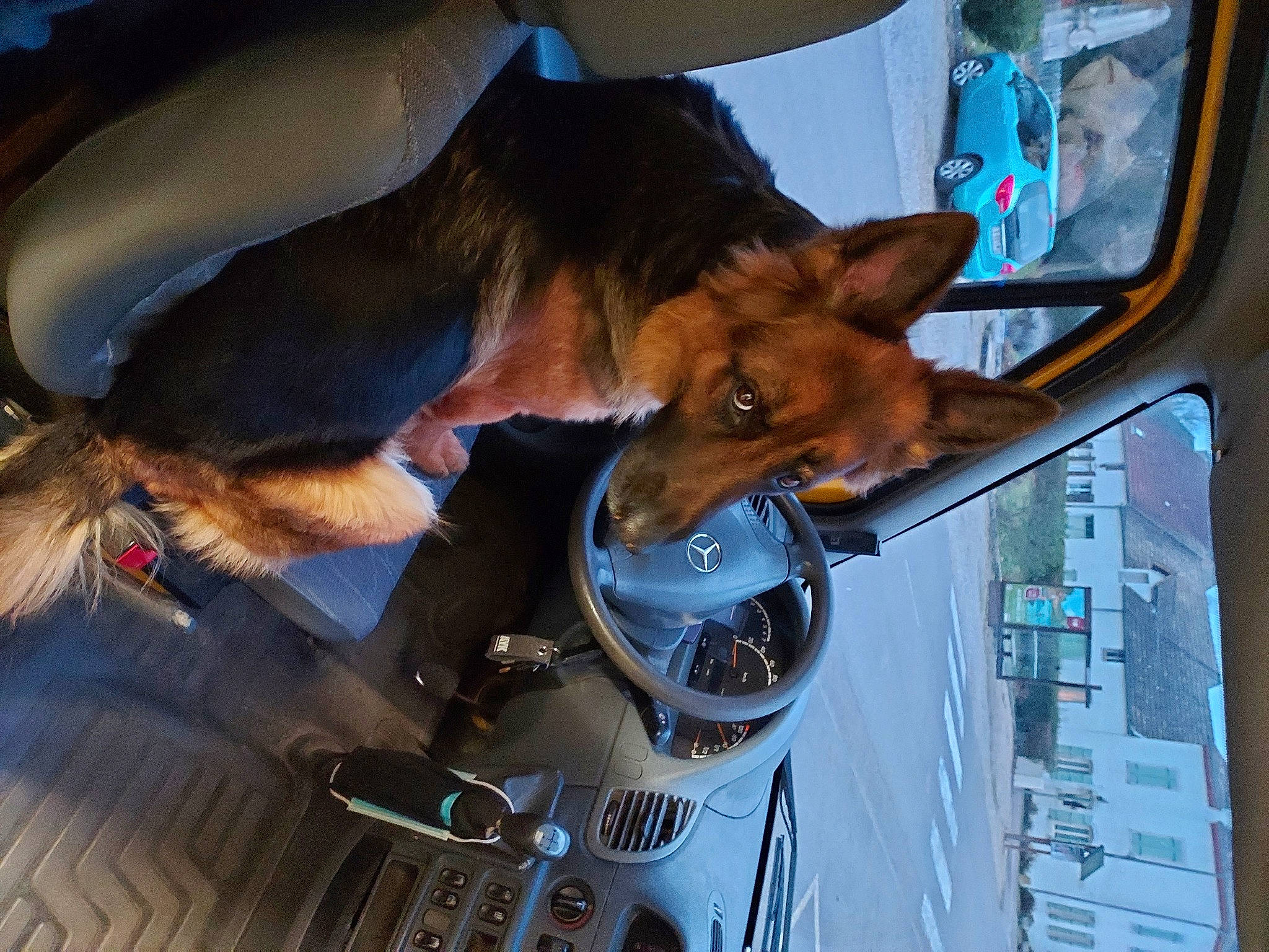 Raïka participe au concours pour gagner de l'argent avec cette photo : automotive_exterior, carnivore, collar, companion_dog, dog, dog_breed, door, fawn, fur, liver, motor_vehicle, pack_animal, snout, sorrel, sporting_group, vehicle, vehicle_door, window, windshield, working_animal