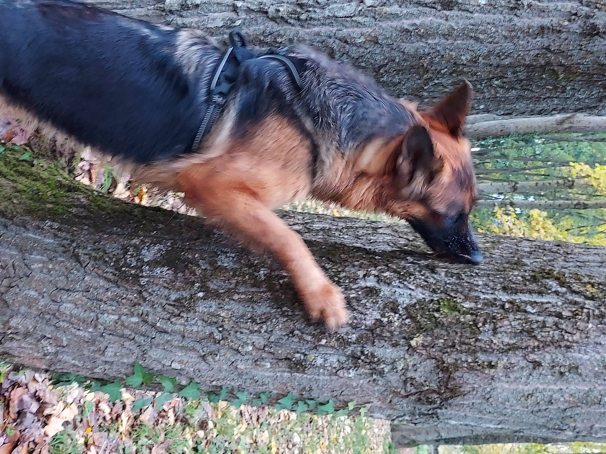 Raïka participe au concours pour gagner de l'argent avec cette photo : canidae, canis, carnivore, dog, dog_breed, east_european_shepherd, fawn, foot, fur, german_shepherd_dog, grass, groundcover, herding_dog, king_shepherd, old_german_shepherd_dog, plant, snout, sporting_group, terrestrial_animal, wildlife