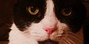 Cutiepie is registered to the contest to win money with this photo: animal, background, black_and_white, cat, close_up, cozy, cute, domestic, face, feline, fur, indoor, looking, mammal, pet, pink_nose, portrait, texture, whiskers, yellow_eyes