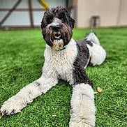 Sammy is registered to the contest to win money with this photo: dog, animal, pet, grass, outdoor, curly_fur, black_and_white, lying_down, playful, cute, mammal, collar, friendly, canine, tongue, eyes, fur, nose, portrait, nature