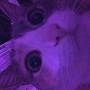 Kessra Nini De Meow participe au concours pour gagner de l'argent avec cette photo : animal, cat, close_up, curious, cute, domestic_cat, ears, expression, eyes, face, feline, fur, indoor, looking, muzzle, nose, pet, portrait, purple_lighting, whiskers