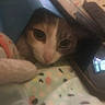 animal, blanket, cat, closeup, container, cozy, cute, face, fur, indoor, multicolor, napping, pattern, peeking, pet, quiet, reflection, resting, soft, tablet