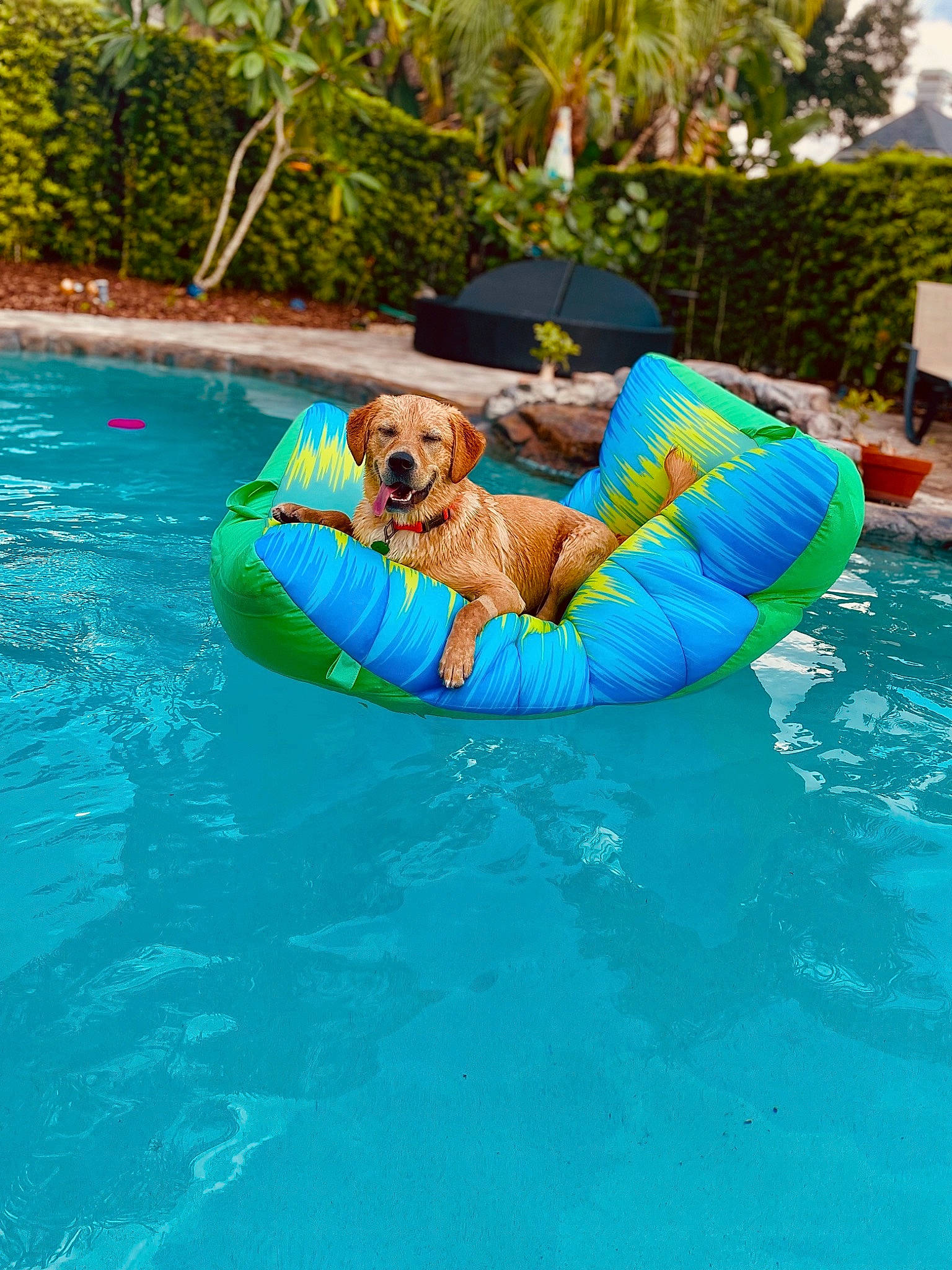 Daisy Mae joined the competition — help win amazing prizes! aqua, azure, bathing, boats_and_boating_equipment_and_supplies, carnivore, dog, fun, inflatable, leisure, outdoor_furniture, outdoor_recreation, personal_protective_equipment, plant, recreation, resort_town, summer, swimming_pool, tree, vacation, water