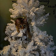 Bingo is registered to the contest to win money with this photo: cat, tabby, christmas_tree, white_tree, ornament, indoor, pet, animal, curious, holiday, decor, furniture, wall_text, cozy, festive, tree_branch, closeup, cute, playful, home