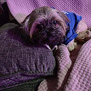 Smoochie joined the competition — help win amazing prizes! animal, blanket, blue_shirt, companion, couch, cozy, cute, dog, domestic, face, fur, indoor, pet, pillow, purple_lighting, relaxed, resting, small_dog, snuggling, soft_texture