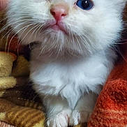 Marie is registered to the contest to win money with this photo: animal, blanket, blue_eyes, cat, close_up, comfort, cozy, cute, domestic_cat, furry, indoor, kitten, mammal, pet, sleepy, small_paws, soft_texture, whiskers, white_fur, young