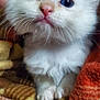 animal, blanket, blue_eyes, cat, close_up, comfort, cozy, cute, domestic_cat, furry, indoor, kitten, mammal, pet, sleepy, small_paws, soft_texture, whiskers, white_fur, young