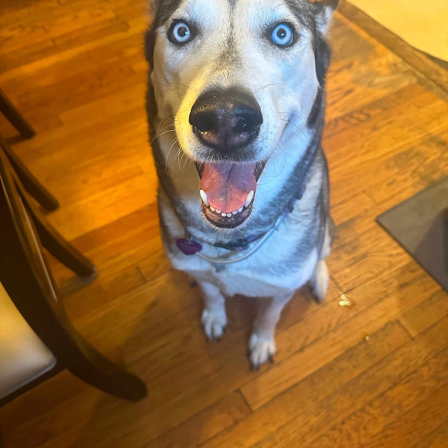 Maggie is registered to the contest to win money with this photo: animal, blue_eyes, canine, collar, companion, cute, dog, domestic, flooring, fur, happy, house, husky, indoor, looking_up, pet, sitting, smiling, tongue_out, wooden_floor
