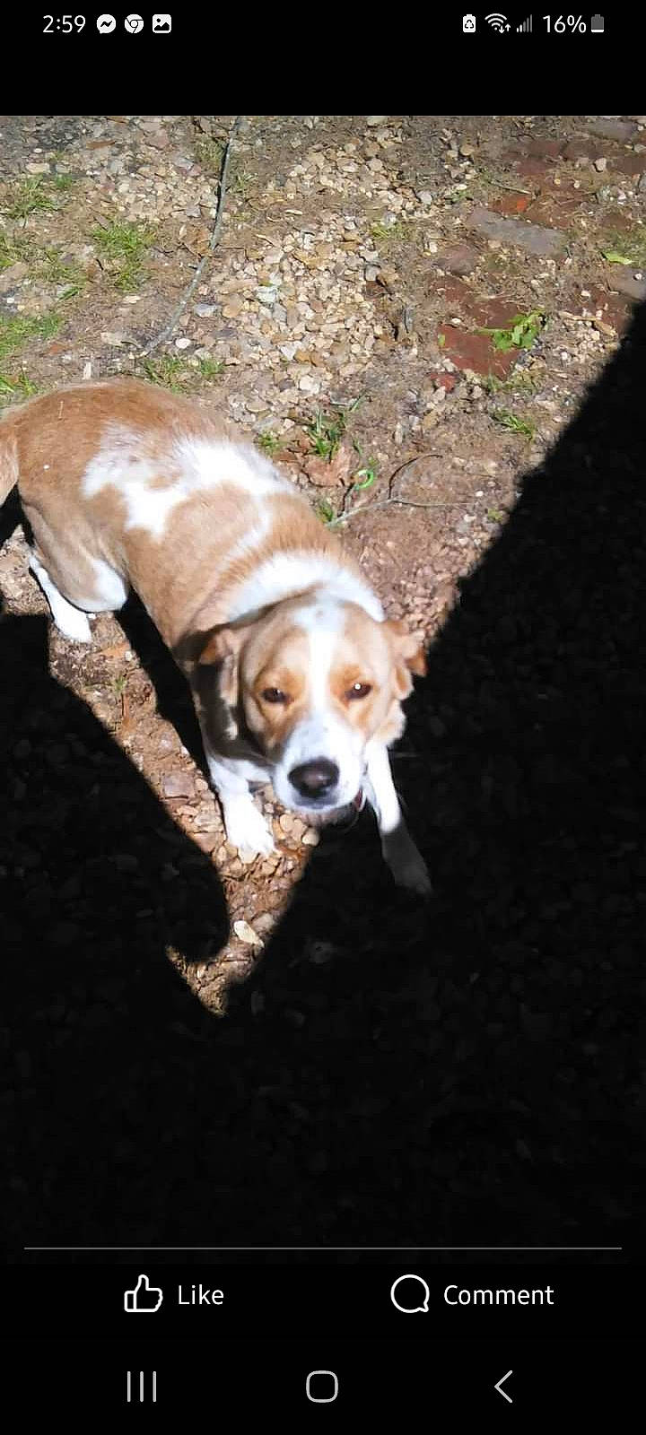 Sunday is registered to the contest to win money with this photo: asphalt, beagle, beagle_harrier, canidae, carnivore, collar, companion_dog, dog, dog_breed, dog_collar, fawn, finnish_hound, hound, leash, road_surface, scent_hound, sporting_group, tail, wood, working_animal