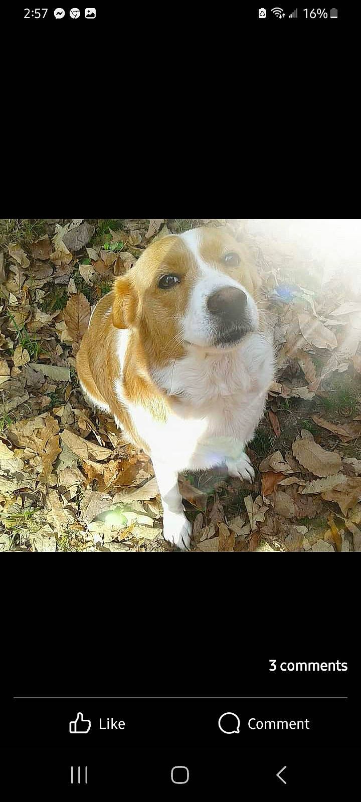 Sunday joined the competition — help win amazing prizes! ancient_dog_breeds, canidae, carnivore, companion_dog, dog, dog_breed, fawn, fur, grass, hunting_dog, paw, soil, sporting_group, tail, terrestrial_animal, tree, whiskers