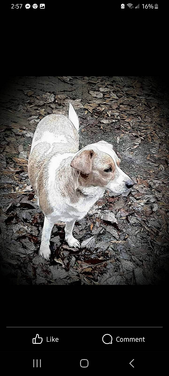 Sunday joined the competition — help win amazing prizes! canidae, carnivore, companion_dog, darkness, dog, dog_breed, flash_photography, grass, monochrome, monochrome_photography, rectangle, snout, soil, sporting_group, still_life_photography, tail, terrestrial_animal, tints_and_shades, whiskers, working_animal