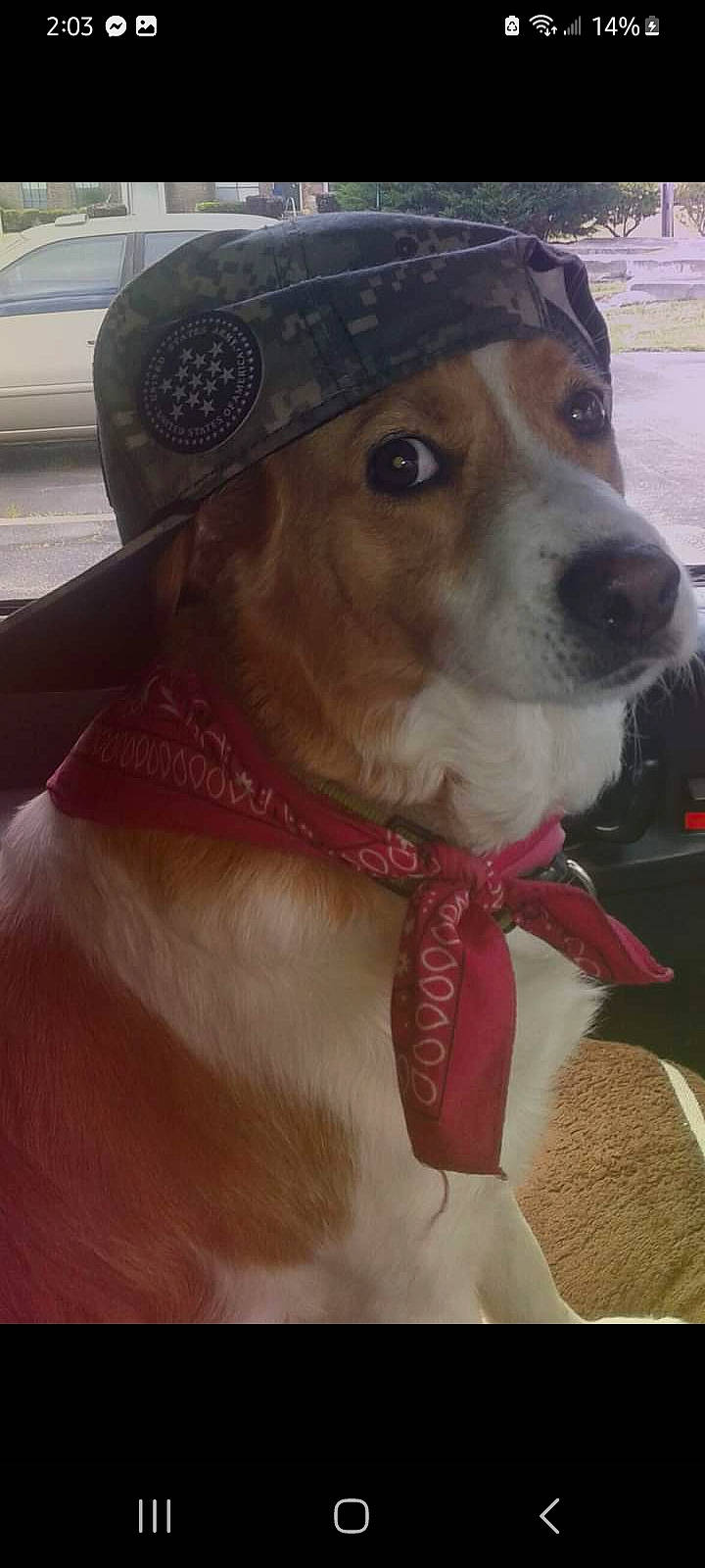 Sunday joined the competition — help win amazing prizes! carnivore, collar, companion_dog, dog, dog_breed, dog_clothes, dog_collar, dog_supply, eyewear, fawn, fedora, fur, hat, leash, personal_protective_equipment, pet_supply, snout, sporting_group, whiskers, working_animal