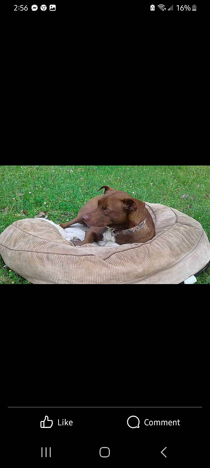 Sir Reese Stovall is registered to the contest to win money with this photo: canidae, circle, comfort, companion_dog, dog, dog_breed, fawn, grass, linens, liver, plant, recreation, rectangle, rock, sporting_group, terrestrial_animal, trunk, wildlife, wood