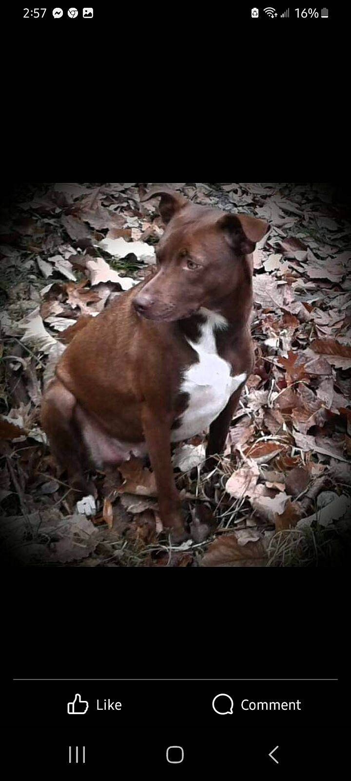 Sir Reese Stovall is registered to the contest to win money with this photo: brown, canidae, carnivore, companion_dog, darkness, dog, dog_breed, fawn, flash_photography, hunting_dog, liver, non_sporting_group, snout, sporting_group, still_life_photography, tail, terrestrial_animal, whiskers, wood, working_animal