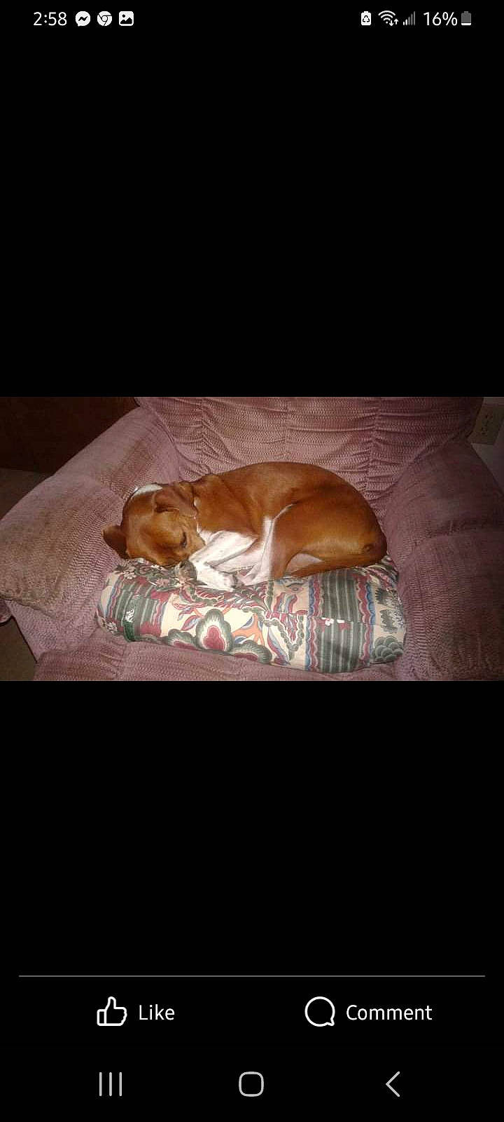 Daphne Doodle Dandy is registered to the contest to win money with this photo: bed_sheet, bedding, bedtime, brown, canidae, carnivore, comfort, companion_dog, darkness, dog, dog_breed, fawn, fur, hardwood, linens, nap, room, sporting_group, whiskers, wood