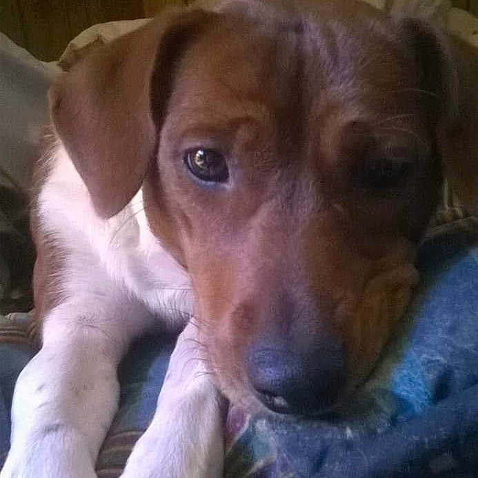 Daphne Doodle Dandy