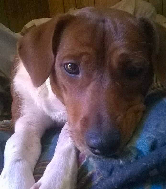 Daphne Doodle Dandy joined the competition — help win amazing prizes! canidae, carnivore, companion_dog, dog, dog_breed, ear, fawn, hound, hunting_dog, liver, snout, sporting_group, whiskers, working_animal