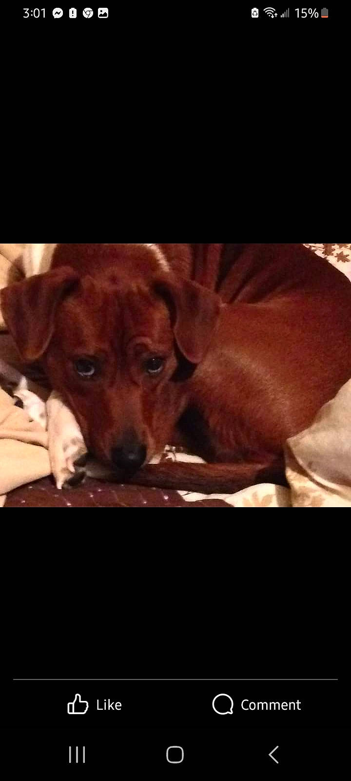 Daphne Doodle Dandy joined the competition — help win amazing prizes! canidae, carnivore, comfort, companion_dog, darkness, dog, dog_breed, fawn, liver, night, paw, photo_caption, rectangle, snout, sporting_group, square, tints_and_shades, whiskers, wood, working_animal