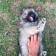 Eykö participe au concours pour gagner de l'argent avec cette photo : puppy, dog, grass, hand, playful, pet, outdoor, fur, paw, bite, happy, animal, cute, tickle, nature, leash, young, mammal, tongue, friendly