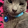 Silas is registered to the contest to win money with this photo: animal, black, blanket, blue_collar, blue_tag, cat, close_up, collar, cute, face, fur, gray_cat, indoor, pattern, pet, pink, portrait, relaxed, tag, whiskers
