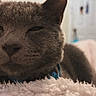 Silas joined the competition — help win amazing prizes! animal, background_blur, calm, cat, close_up, collar, cozy, domestic, ear, feline, fluffy_blanket, fur, gray_cat, indoor, nostrils, pet, resting, sleepy, soft_texture, whiskers