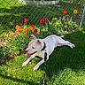 Rittz joined the competition — help win amazing prizes! animal, chain_link_fence, dog, flowers, garden, grass, greenery, happy_dog, leash, nature, orange_flowers, outdoor, pet, playful, red_flowers, shadow, spring, sunlight, tulips, white_dog