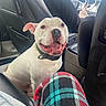 Rittz is registered to the contest to win money with this photo: animal, blanket, car_interior, collar, dashboard, dog, driver, happy, indoor, leather_seat, person, pet, plaid_fabric, seat, smiling, steering_wheel, tattoo, vehicle, white_dog, window