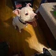 Rittz joined the competition — help win amazing prizes! animal, black_collar, companion, couch, dog, excited, floor, footwear, furniture, happy, human_feet, indoor, looking_up, paw, pet, shadow, table, tongue_out, white_dog, wooden_floor