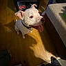 animal, black_collar, companion, couch, dog, excited, floor, footwear, furniture, happy, human_feet, indoor, looking_up, paw, pet, shadow, table, tongue_out, white_dog, wooden_floor