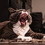 Aries is registered to the contest to win money with this photo: cat, pet, yawning, whiskers, teeth, tongue, fur, white_chest, paws, carpet, indoor, closeup, portrait, gray_cat, domestic, cozy, living_room, furniture, mouth_open, sleepy