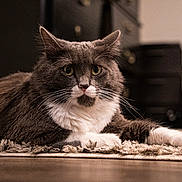 Aries joined the competition — help win amazing prizes! cat, feline, pet, indoor, rug, whiskers, green_eyes, fluffy, long_hair, portrait, close_up, paw, white_chest, gray_fur, dresser, furniture, shallow_depth, cozy, lying_down, living_room