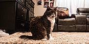 Aries joined the competition — help win amazing prizes! cat, gray_cat, indoor, living_room, rug, carpet, sofa, couch, dresser, photo_collage, bag, sneaker, hardwood_floor, whiskers, pet, domestic_cat, sitting, fur, eyes, home_interior