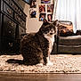 cat, gray_cat, indoor, living_room, rug, carpet, sofa, couch, dresser, photo_collage, bag, sneaker, hardwood_floor, whiskers, pet, domestic_cat, sitting, fur, eyes, home_interior