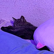 Annabelle is registered to the contest to win money with this photo: cat, sleeping, bed, blanket, pillow, bedroom, indoor, relaxed, resting, dark_fur, purple_lighting, blue_lighting, cozy, snuggled, whiskers, ears, animal, pet, nighttime, portrait