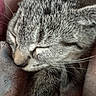 Annabelle joined the competition — help win amazing prizes! cat, tabby, gray_cat, sleeping, sleepy, close_up, whiskers, fur, paw, pet, animal, relaxed, cozy, indoor, portrait, resting, cuddling, soft_fabric, peaceful, cute