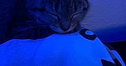 Annabelle is registered to the contest to win money with this photo: cat, kitten, sleeping, sleepy, resting, curled_up, furry, whiskers, ears, closed_eyes, pet, animal, blanket, bed, indoors, blue_lighting, close_up, portrait, cozy, relaxed